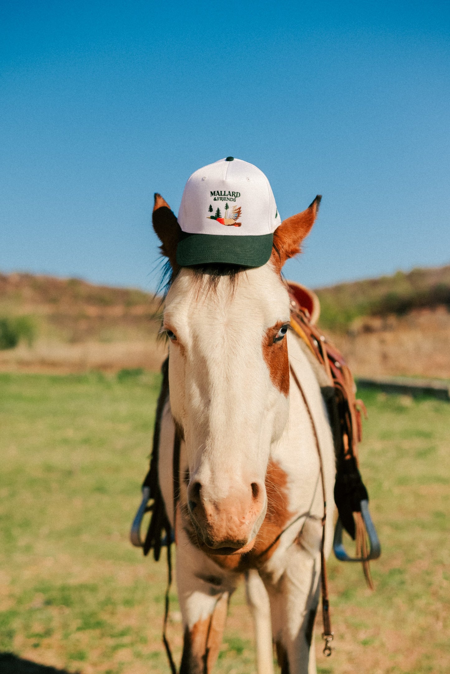 Horse wearing a Mallard and Friends White and Dark Green Five Panel Hat